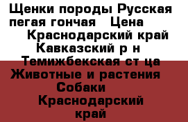 Щенки породы Русская пегая гончая › Цена ­ 4 000 - Краснодарский край, Кавказский р-н, Темижбекская ст-ца Животные и растения » Собаки   . Краснодарский край